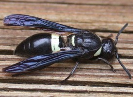 Monobia quadridens Monobia quadridens